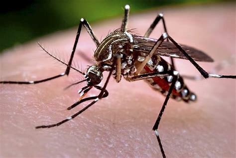 Are You A Mosquito Magnet Blame Dna Study Says Twin Cities