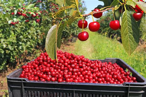 Picking Cherries In The Orchard Everglory Logistics