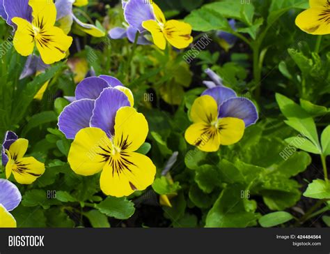 Violet Tricolor Viola Image And Photo Free Trial Bigstock