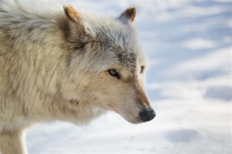 We did not find results for: Fonds d'ecran Loup Neige Blanc Animaux télécharger photo