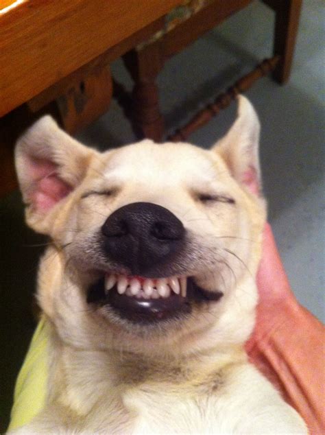 Smile My New Teeth Are Here Animals Dogs