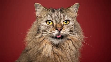 10 Facts About Norwegian Forest Cats