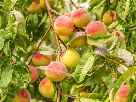 Ripe Sweet Peaches Grow On A Tree In The Garden Stock Photo Image Of