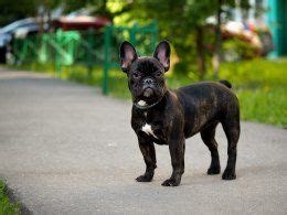 Unfollow french bulldog for sale to stop getting updates on your ebay feed. The UKs Most Popular Dog Breed - The French bulldog ...