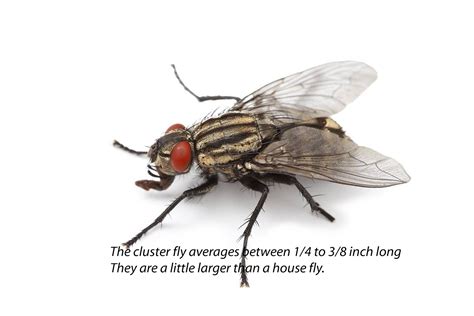 How To Get Rid Of A Cluster Fly Infestation