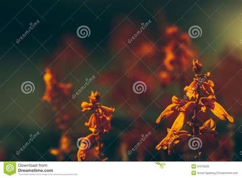 Exotic pattern with palm leaves. Bright Orange Tropical Flowers On Blurry Background Stock ...