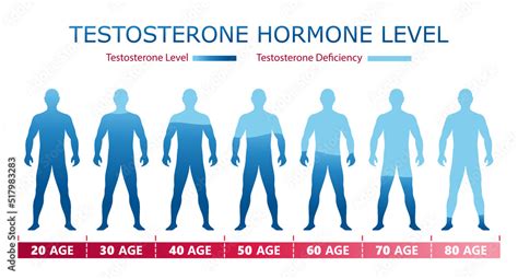 Testosterone Hormone Levels Medical Graphic Chart With Male Body