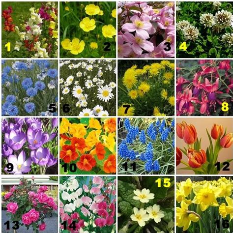 We are very excited about how many new people are getting into gardening but are aware that many require support and information. Image result for flowers name | Spring flowers, Flowers ...