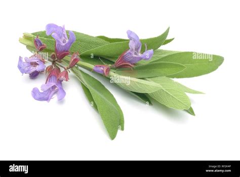 La Salvia Común Salvia Officinalis Planta Medicinal Hierba