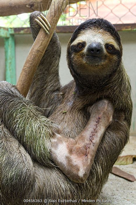 Minden Pictures Brown Throated Three Toed Sloth Bradypus Variegatus Young Male With Stitches