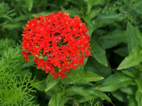 È anche il nome di una bella pianta (detta anche amarillo) con fiori a forma di ombrello che fioriscono in inverno e in primavera. Fiore Rosso Della Pianta Della Croce Di Malta O Del ...