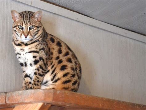 How Can You Tell If Your Cat is a Tabby or a Bengal? - One ...