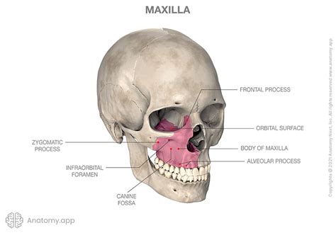 Maxilla Encyclopedia Anatomyapp Learn Anatomy 3d Models