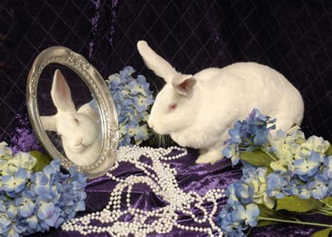 Do Rabbits Understand Mirrors — Rabbit Care Tips