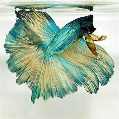 I Have Never Come Across This Approach Betta Fish Ideas Until Today