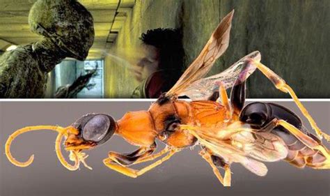 The Dementor Wasps That Turn Cockroaches Into Zombies The Peoples Voice