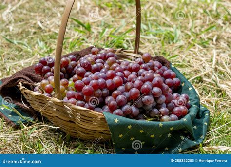 Basket Of Grapes On The Grass In The Vineyard Harvest Stock Image