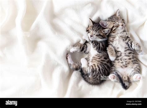 Two Small Striped Domestic Kittens Sleeping Hugging Each Other At Home