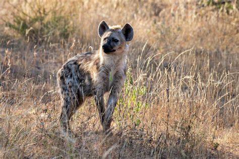 A Juvenile Hyena Stock Photo Dissolve