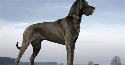 Good Dog The Most Popular Giant Dog Breeds In America