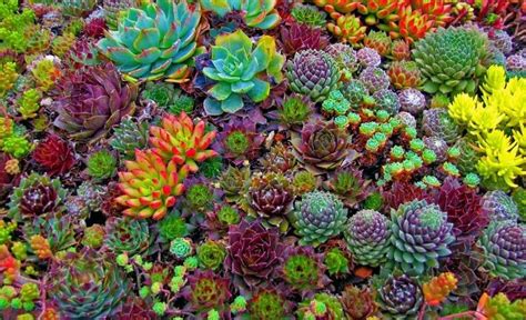 Recent examples on the web: How to properly care for succulent plants - Jim's Mowing NZ