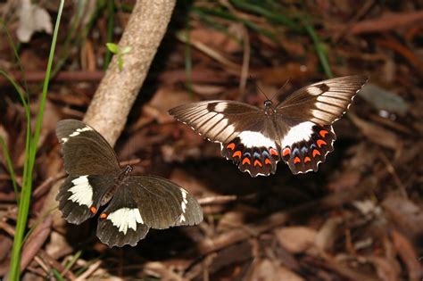 Illawarra Invertebrates Growing Illawarra Natives