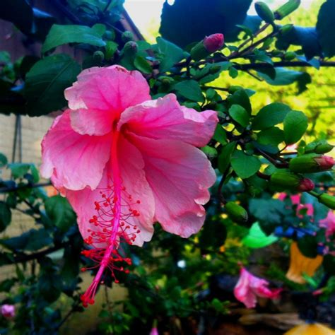 Growing a hibiscus adds a tropical flavor to the garden. Weeping Hibiscus | Hibiscus, Plants, Weeping