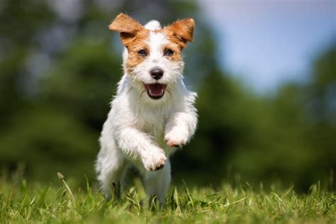 15 Of The Fastest Dog Breeds In The World Highland Canine