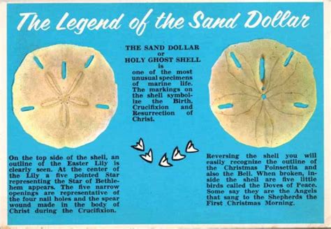 The Sand Dollar Echoes Of Lbi