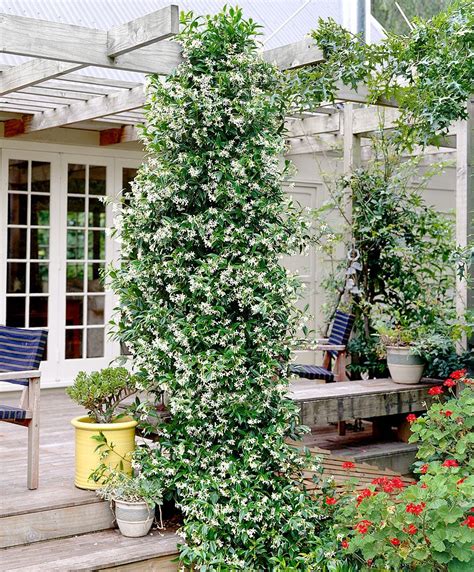 The Effect Of A Climbing Star Jasmine Planting Flowers