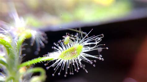 Time Lapse Sundew Drosera Scorpioides Eating Aphids Youtube