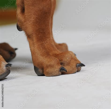 Hundepfote Stockfotos Und Lizenzfreie Bilder Auf Bild 148362753