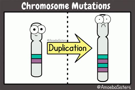 Chromosome Mutations  Vive Les Svt Les Sciences De La Vie Et De La Terre Au Collège Et Au