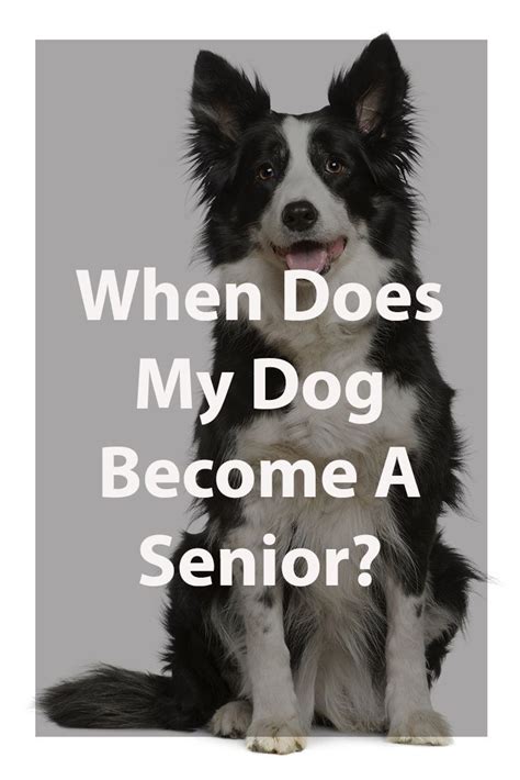 At What Age Does A Dog Become A Senior Dog Senior Dog Dogs Dogs And