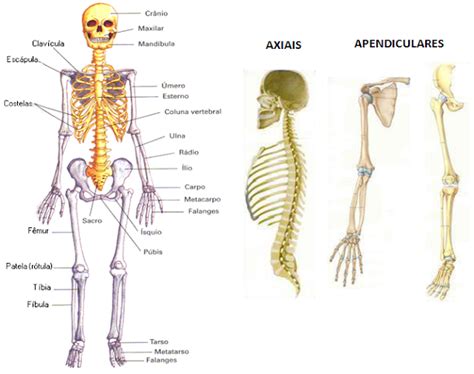 Laboratório De Anatomia Introdução Sistema Esquelético