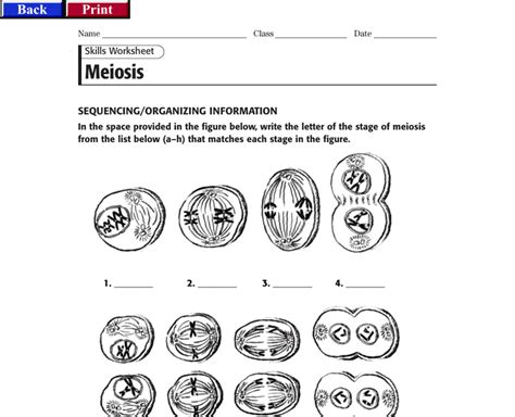 Meiosis core from section 11 4 meiosis worksheet answers , source: Section 11-4 Meiosis Answer Sheet : 11.4 Meiosis Gene ...