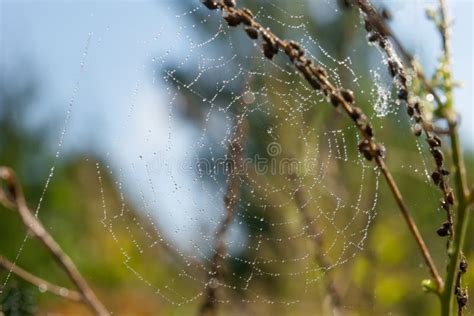 Cobweb In Dew Drops Stock Photo Image Of Arthropod 139614384