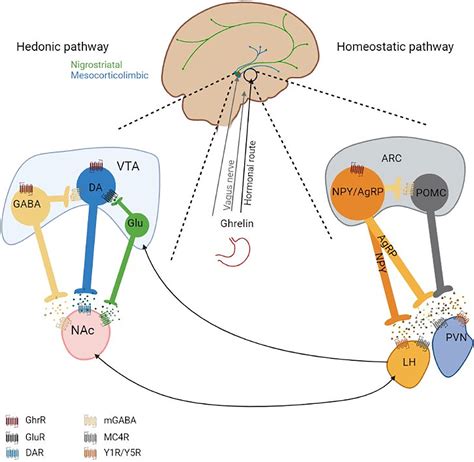 frontiers biased ghrelin receptor signaling and the dopaminergic system as potential targets