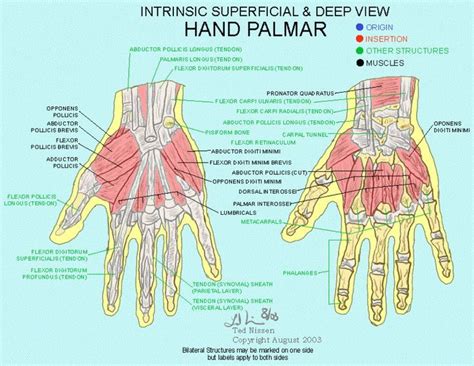 Hand Palmar Instrinsic Superficial Deep View Anatomy Hand Therapy Medical Knowledge Muscle