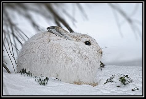 Rocky Mountain National Park Blog The White Rabbit Of Our Winter