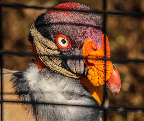 Free Images Bird Wildlife Zoo Red Beak Color Autumn Macaw
