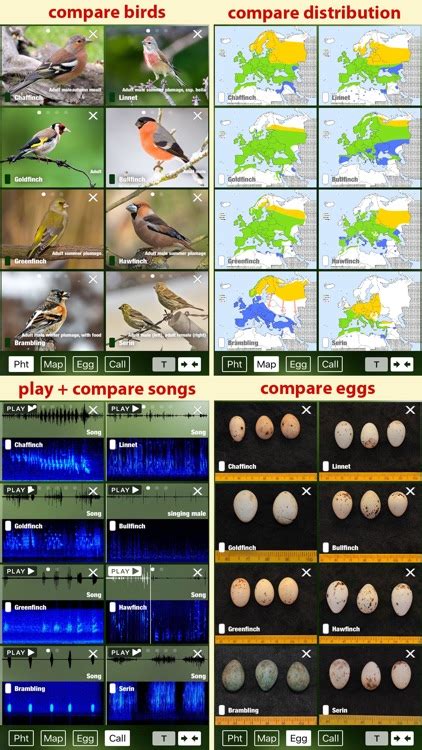 Birds Of Germany A Field Guide To Identify The Bird Species Native To