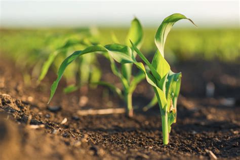 Planting Survey Shows Less Wheat More Corn 2019 01 24 Baking Business