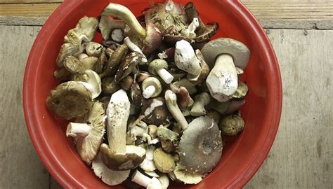 How To Identify Wild Mushrooms In North Carolina Sciencing
