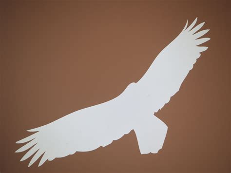 Free Images Hand Silhouette Wing White Fly Eagle Bird Of Prey Illustration Adler