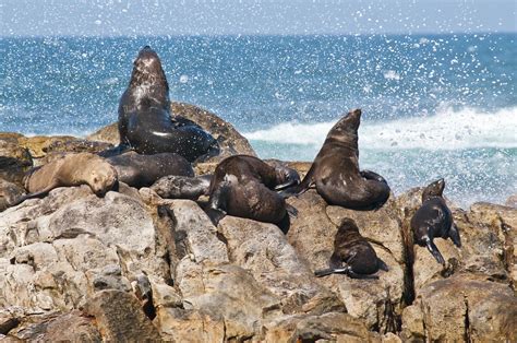 African Fur Seal Arctocephalus Pusillus Dyer Islands W Flickr