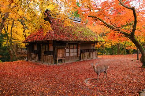 Желтые пик дауни гора) бай хао инь. 水谷茶屋 紅葉 シカ