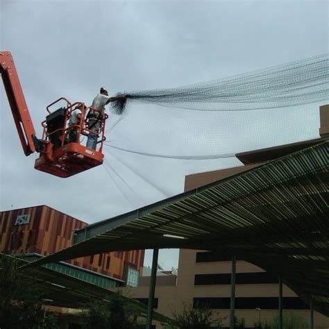 However, not all snakes are venomous and you may not know if your snake is. Bird Control Peoria, AZ - Bird Control Near Me, Pest Bird ...