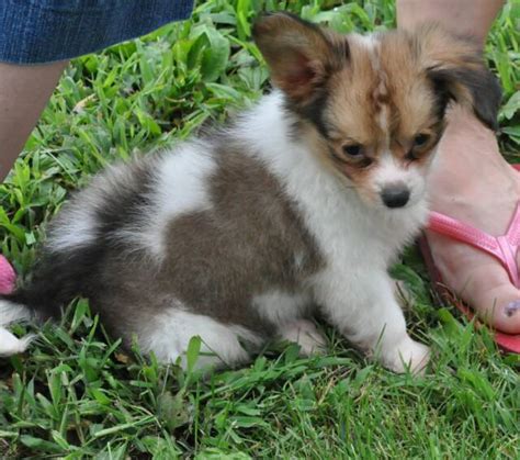 We have many puppies for sale. Missouri Papillon Breeder Puppy for Sale Puppies Pups