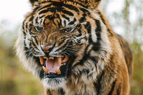 Angry Looking And Wild Roaring Sumatran Tiger Stocksy United